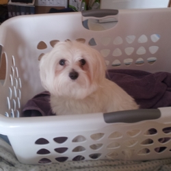 Echo in basket pretending to be Downy Bear