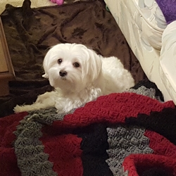 Echo contently resting on a crocheted blanket