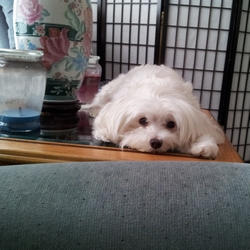 Echo lying on table sad that you are leaving.